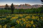 Wyoming. Arrowleaf balsamroot wildflower and aspen trees, Grand Teton in distance, Grand Teton NP Art Print